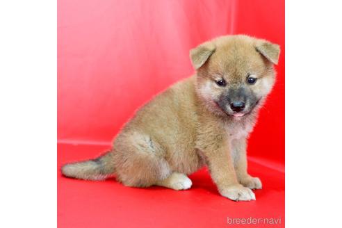 成約済の愛知県の柴犬-192431の3枚目